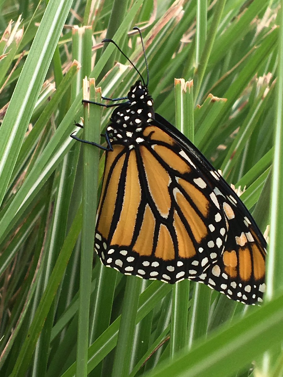 CWCJefferson's tweet image. Another one about to fly off.