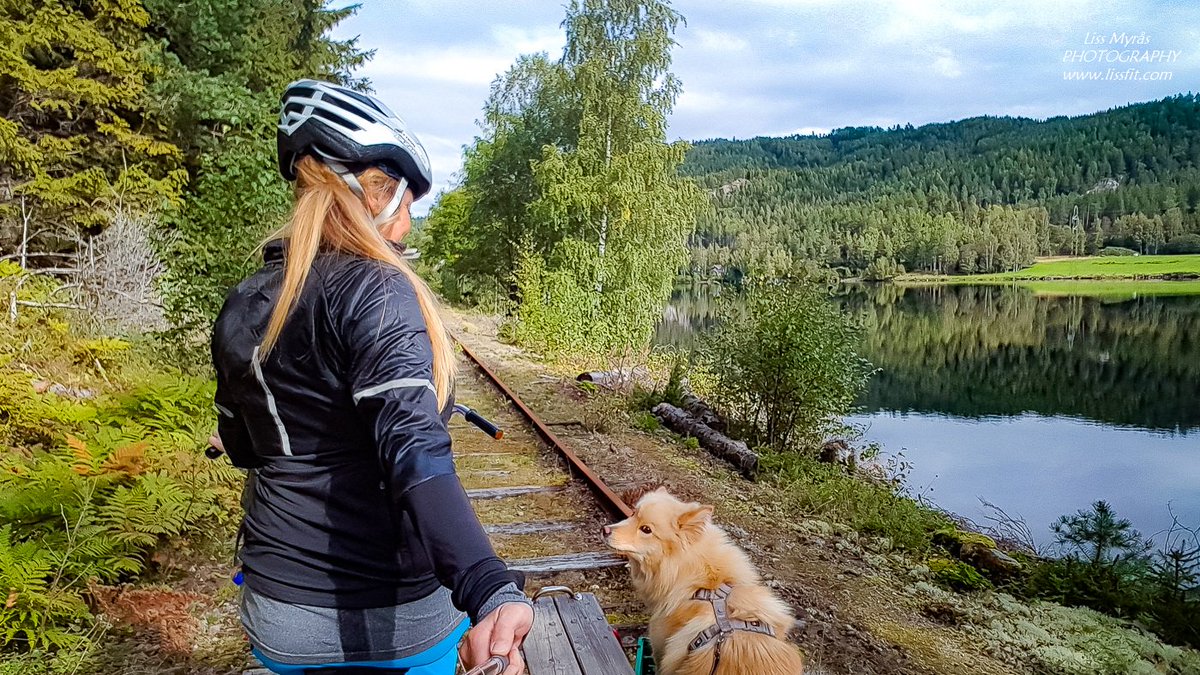 LizzaMy9's tweet photo. Draisine along #Numedalsbanen #railways #lapphund #draisine #dogsoftwitter https://t.co/LMyNoxU7pV https://t.co/7vieTGZUzT