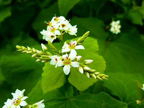 ソバの花のtwitterイラスト検索結果 ソバの花のtwitterイラスト検索結果