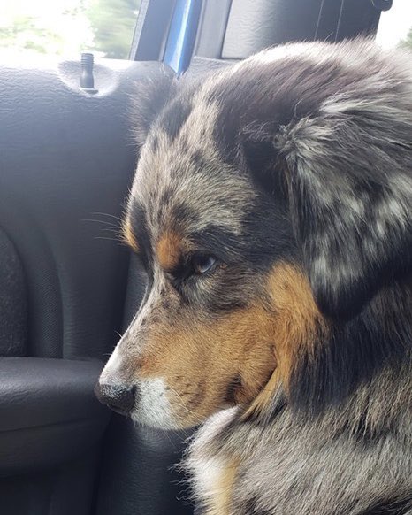 aussiesdointhgs's tweet photo. When mom drives past the dog park💔 https://t.co/2FJLWyPgh2