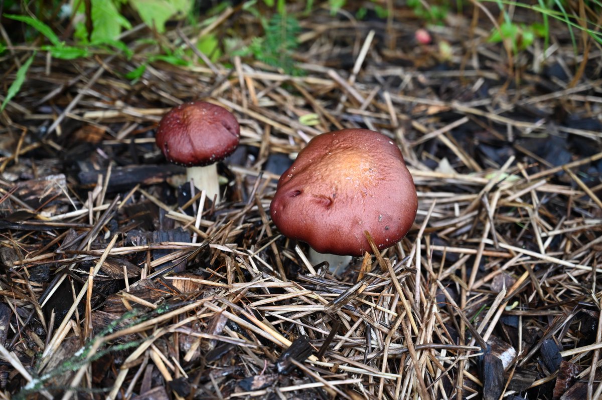 Prepping for mushroom cultivation workshop...  shredding straw, a dirty job...  and what an exciting week for King Stropharia harvest, several kg worth so far!