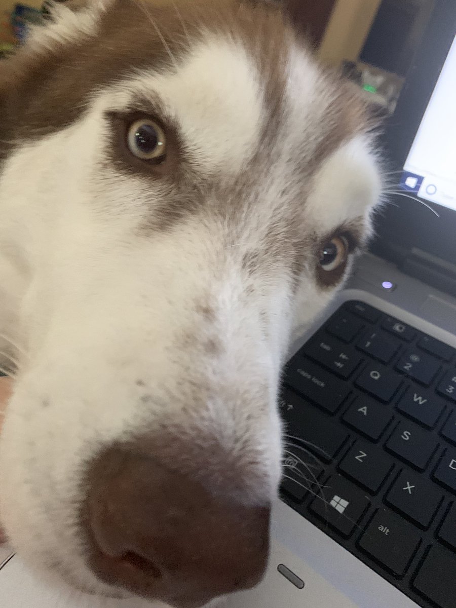 Sasha_Dominique's tweet photo. #Doofus here doesn’t want me to work 💕🐶 

#LokiTheHusky https://t.co/aL6KZCE1xU