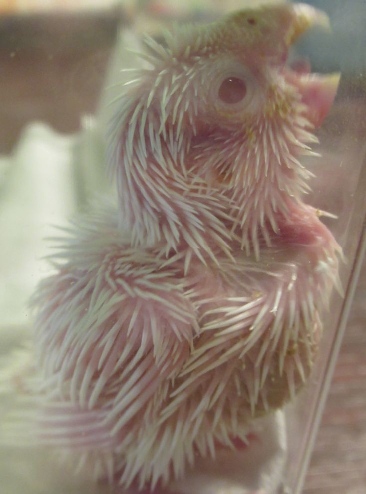 杉本亜未 ブラッディチャイナタウン連載中 Ar Twitter ちょっと怪獣っぽいでしょ 毛が少ないのに一生懸命毛づくろいする赤ちゃん鳥 マメルリハインコ