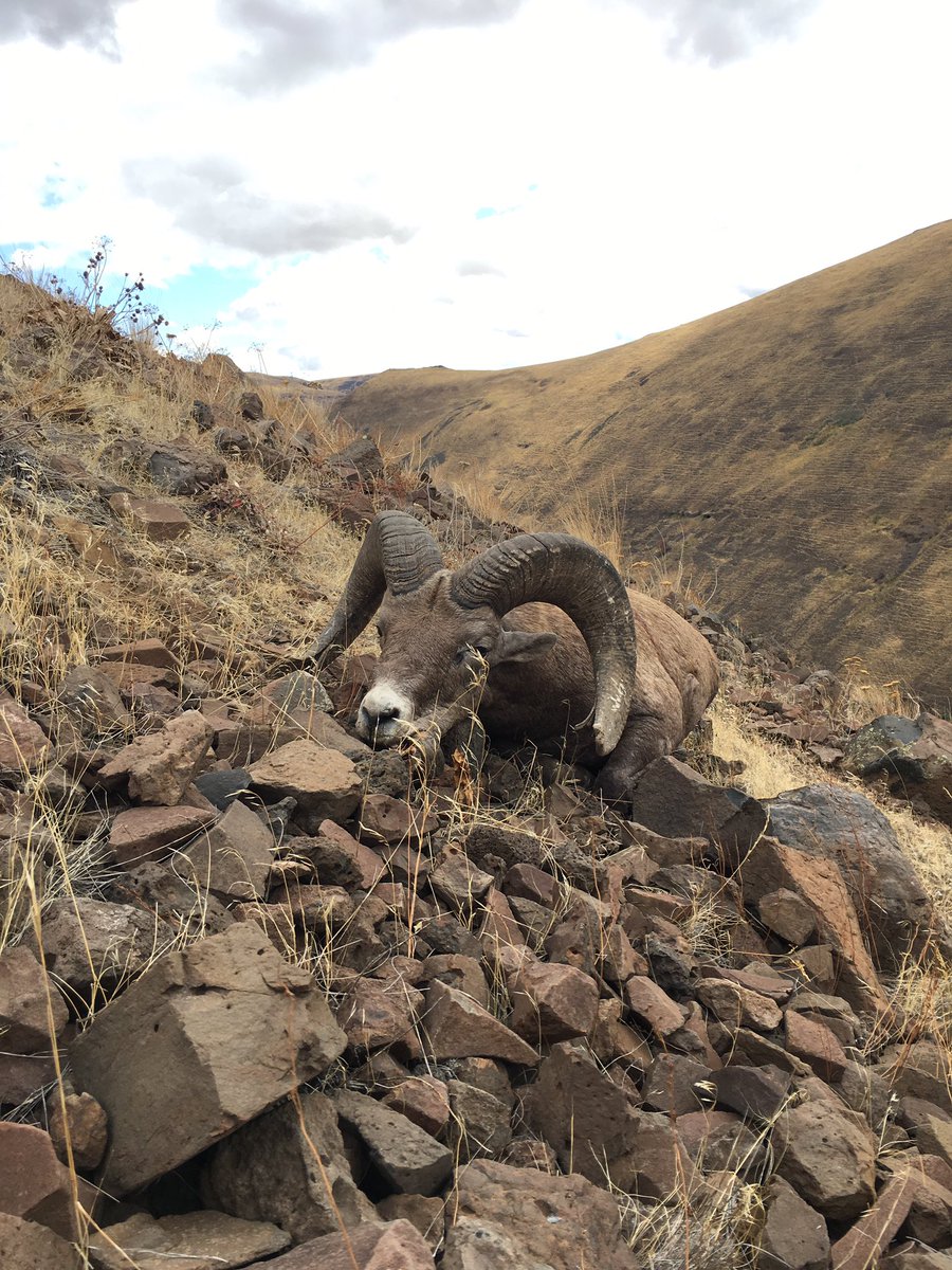 duling10's tweet photo. Got the chance to fill my once in a lifetime #bighorn sheep tag! Awesome hunt! #kuiu #huntoregon #oregonbiggame https://t.co/XCYjdigwzL
