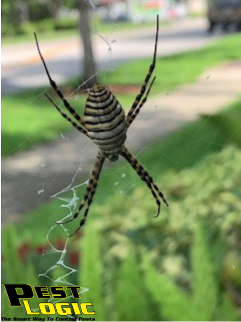 Pest_Logic's tweet image. #TriviaTuesday How many species of Orb Weaver Spiders are found in North America? 

#PestLogic #TheSmartWayToControlPests #SouthFlorida #PestControl #Rodents #Termites #LawnAndOrnamental #ShopLocal