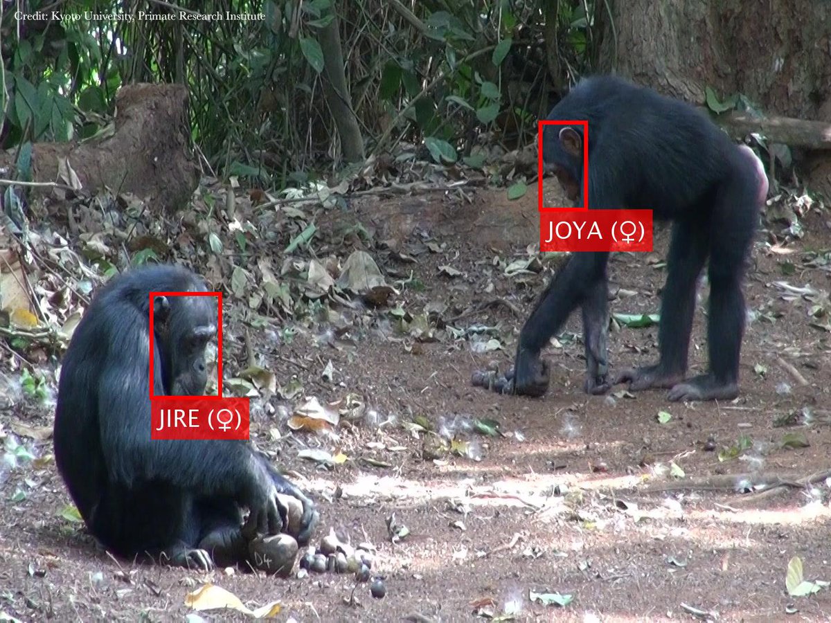 Science Magazine (@sciencemagazine) on Twitter photo Using footage from a 14-year video dataset that yielded 10 million face images from 23 #chimpanzees, scientists have developed a fully automated computational tool that could detect, track, and recognize the animals’ faces. <a href="/ScienceAdvances/">Science Advances</a> fcld.ly/wao7ir5 Using footage from a 14-year video dataset that yielded 10 million face images from 23 #chimpanzees, scientists have developed a fully automated computational tool that could detect, track, and recognize the animals’ faces. <a href="/ScienceAdvances/">Science Advances</a> fcld.ly/wao7ir5