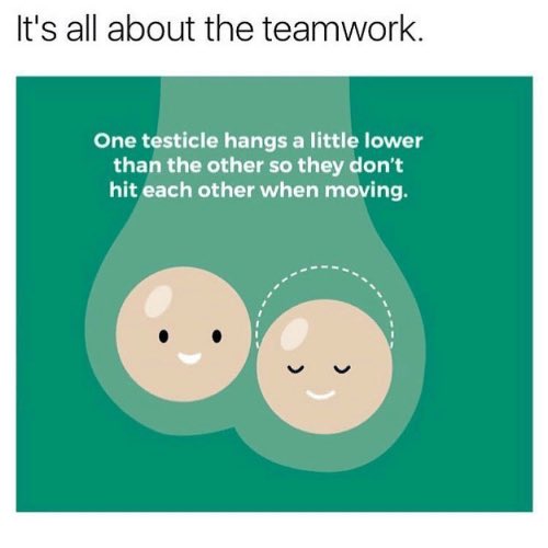 VodkaMuse's tweet photo. .@ShannyGasm and I are following up #ButtPlugMonday with #TesticleTuesday. Shannon’s full of scientific facts and knowledge, I just have testicle memes. https://t.co/CqQsJCu1qL