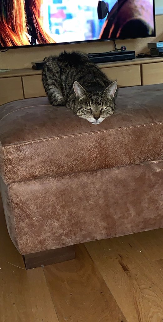 _foakes_'s tweet photo. It’s time for equality, @asda meet #MrGrumbles the three legged cat with no tail. He still runs faster then any other cat for food 👀 https://t.co/oTUrC0o6KG