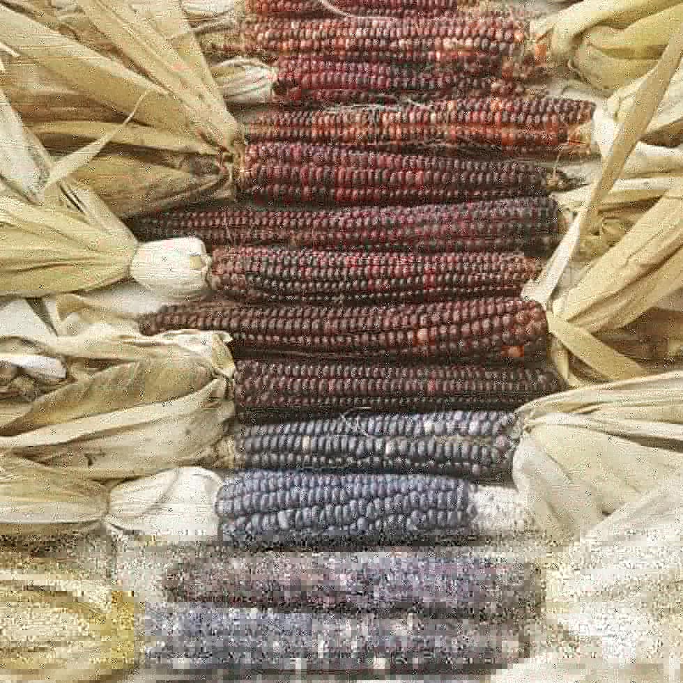 Indigenous Corn Harvest