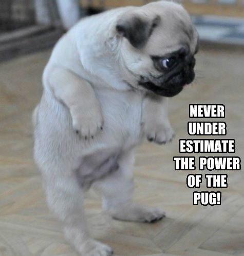 dazzlepug's tweet photo. When I have a quarrel with a friend/brother 😈

#AppleEvent #charitytuesday #TuesdayThoughts #pugs #Dog #FIFA20demo #iPhone11 #iPhone11Pro https://t.co/XqqEag7GpM