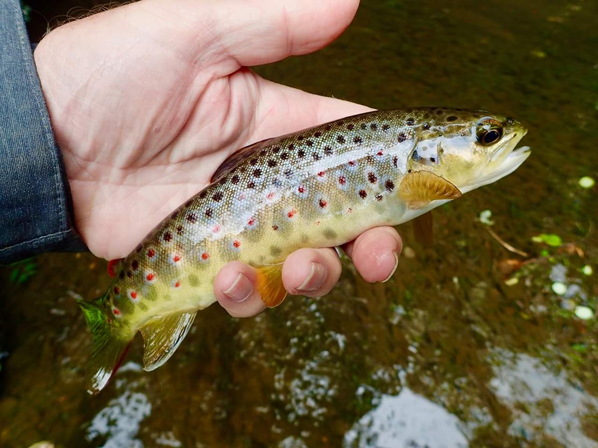 Pickering Fishery Association tweet media