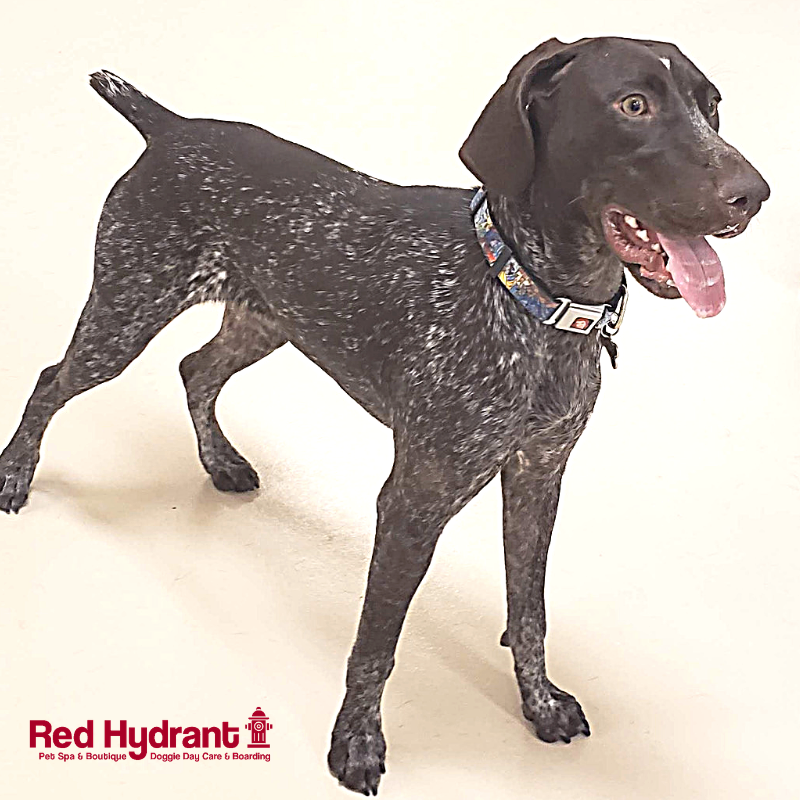 Red_Hydrant_Spa's tweet photo. You know what day it is - #TongueOutTuesday! 

Let's see those cute pups 🐶 celebrating below 👇 https://t.co/0ervNK1TbZ