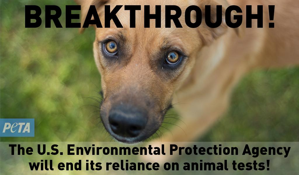 Today, the <a href="/EPA/">U.S. EPA</a> announced it will end toxicity testing requirements on mammals by 2035!

This groundbreaking announcement follows almost two decades of work by PETA scientists who will keep working to end all tests on animals worldwide! peta.vg/2l3f