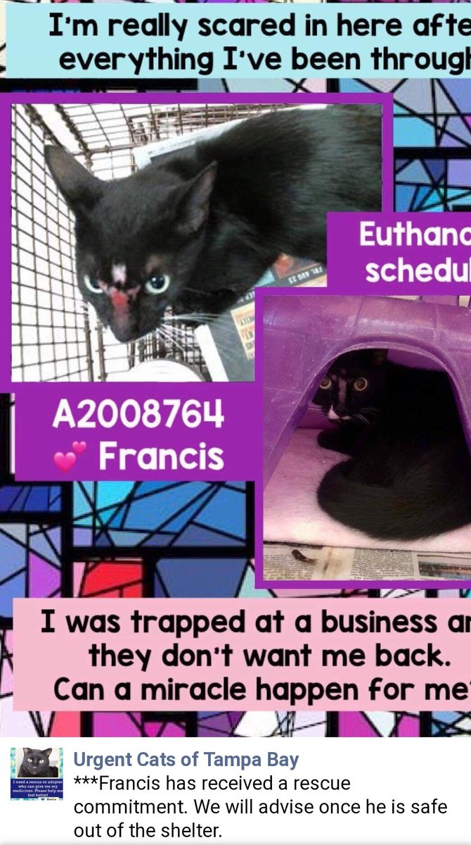MeowMiya88's tweet photo. @PeterAskin1 Francis Status as of 11am September 10 #Florida #cats #SaveALife Please keep sharing and pledging until she's safely out of the shelter 🙏 https://t.co/OMuHY1gqMi