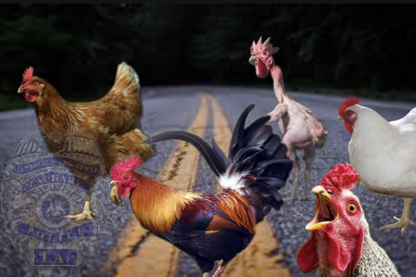 PoliceZachary's tweet photo. Report of chickens crossing the road. Due to widespread chicken sandwich shortages, their whereabouts will not be released. #WhyDidTheChickensCrossTheRoad
#FlewTheCoop #NoFowlPlaySuspected #NoChickensWereHarmedInTheMakingOfThisPost #ChickenProtection #ZacharyPoliceDepartment #ZPD https://t.co/i9d81WYa5C