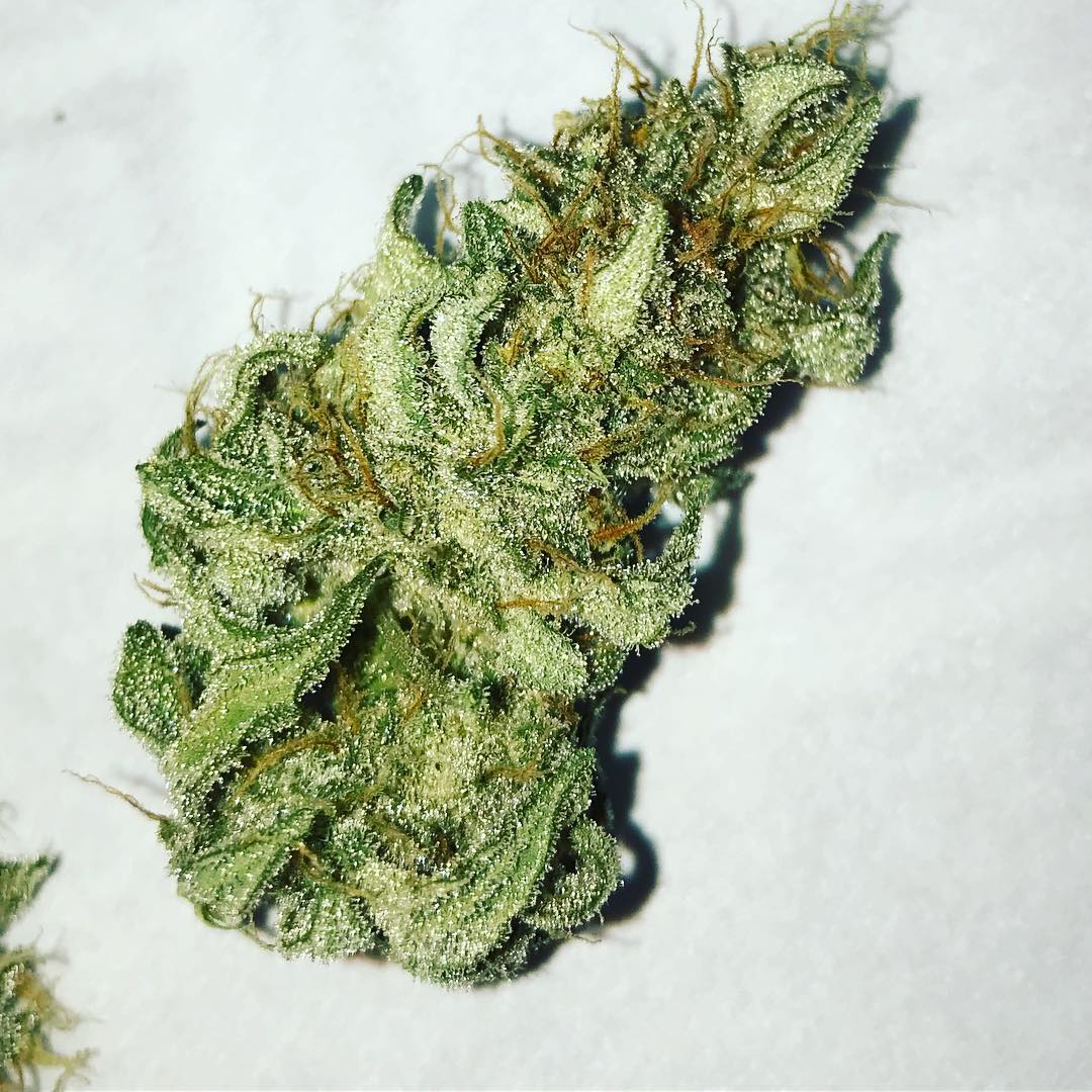 M_Seeds_nl's tweet image. Everyone loves frosty buds! #AutoBluetooth 
📷-  IG: @germanchoco420