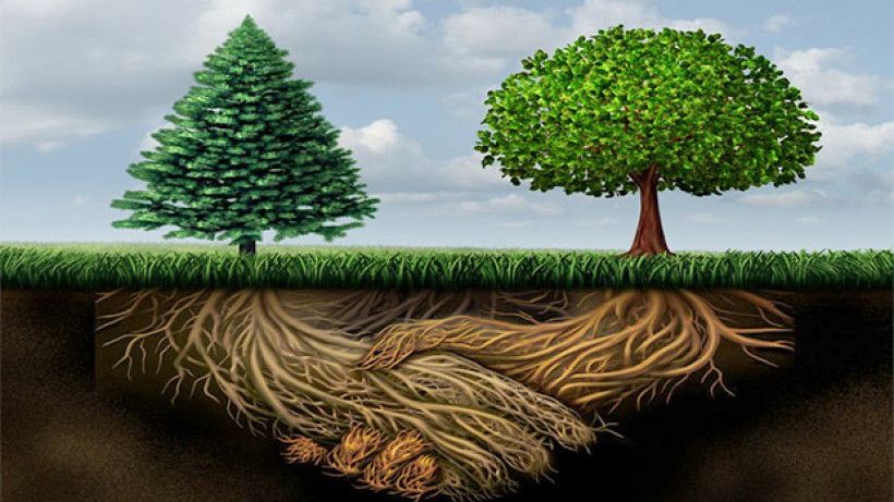 #treetalktuesday from your Forest COI. "As a result of a growing body of evidence, many biologists have started using the term “wood wide web” to describe the #communications services that #fungi provide to plants and other organisms." #forests #wood #tree
brightvibes.com/1368/en/discov…