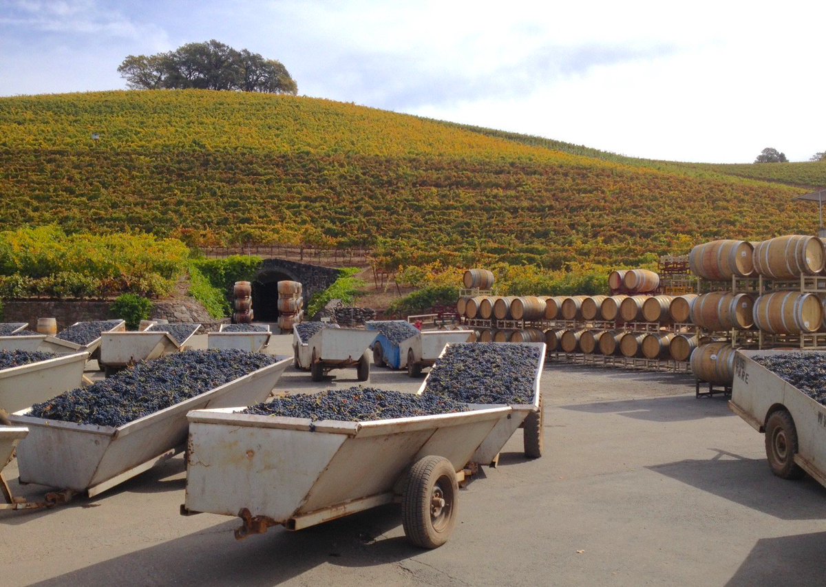 Ready, set, go! 🍇 Harvest Season is underway! 

#winetasting #winery #napavalley #sonomacounty #winecountry