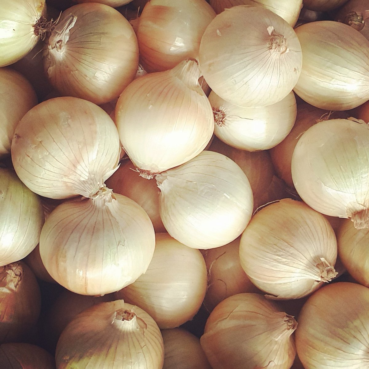 Thankful for a great onion season! Serving the nation through healthy produce is what we do! #farming #agriculture #healthyfood #vegetables #onions #langplaas #sustainable