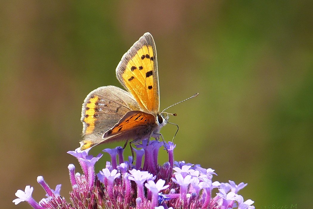 wat een lekker weertje vandaag! veel #gefladder #vlinders zoals deze #vuurvlinder