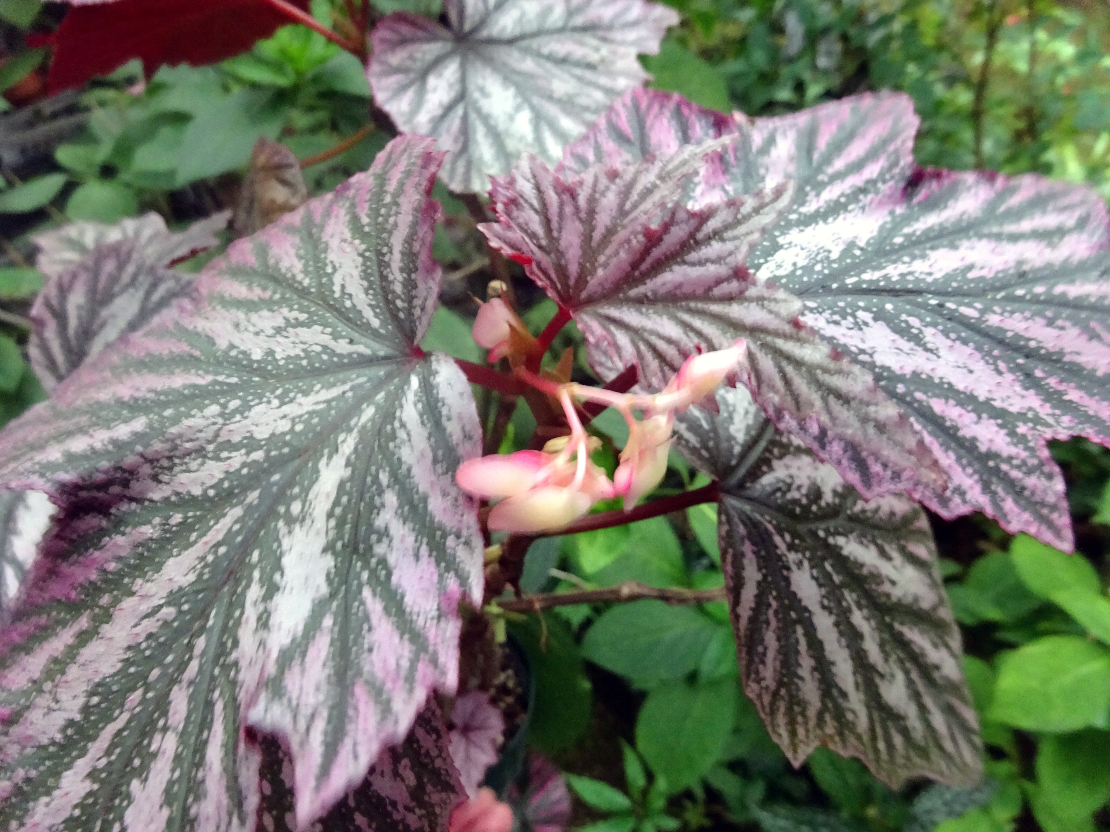 よしだ２号 ピンク系の葉っぱが暑さに強い気がするのは私だけ Begonia Pink Minx ベゴニア ピンク ミンクス 過去のtweetを検索すると毎年9月上旬に開花しているようです 大きくなりすぎずおすすめ T Co Qdcrjmpwid Twitter