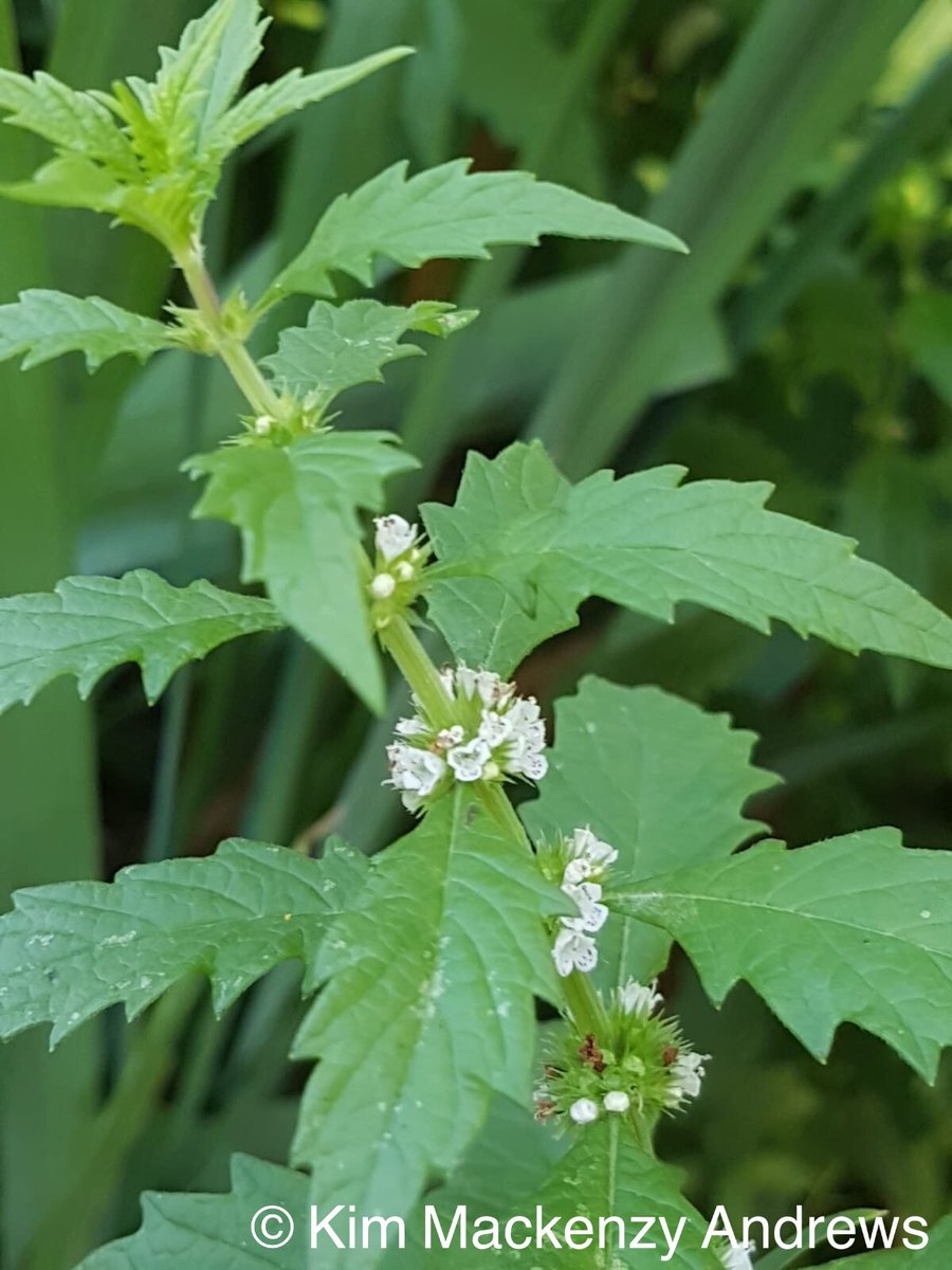 countryside_kim's tweet photo. Gipsywort by the river misbourne in Amersham #wildflower #nature #wellbeing #getoutside #365dayswild #weekdaywalks @BSBIbotany @Love_plants https://t.co/MF08r2pxd5