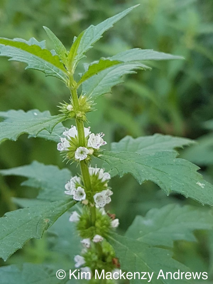 countryside_kim's tweet photo. Gipsywort by the river misbourne in Amersham #wildflower #nature #wellbeing #getoutside #365dayswild #weekdaywalks @BSBIbotany @Love_plants https://t.co/MF08r2pxd5