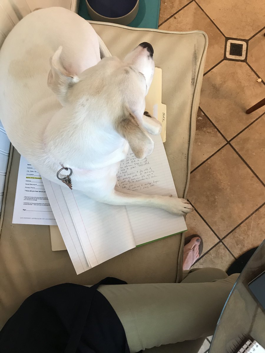too_licky's tweet photo. Mom's official work pile warmer. Tough job but someone's got to do it. 
.
.
.
#Sugar #TooLickybook #rescuedog #rescue #adoptadog #dogsarefamily #savealife #doglovers #theirlifematters #adoptdontshop https://t.co/Pf9mTSqBsJ https://t.co/h4V2gixGTD