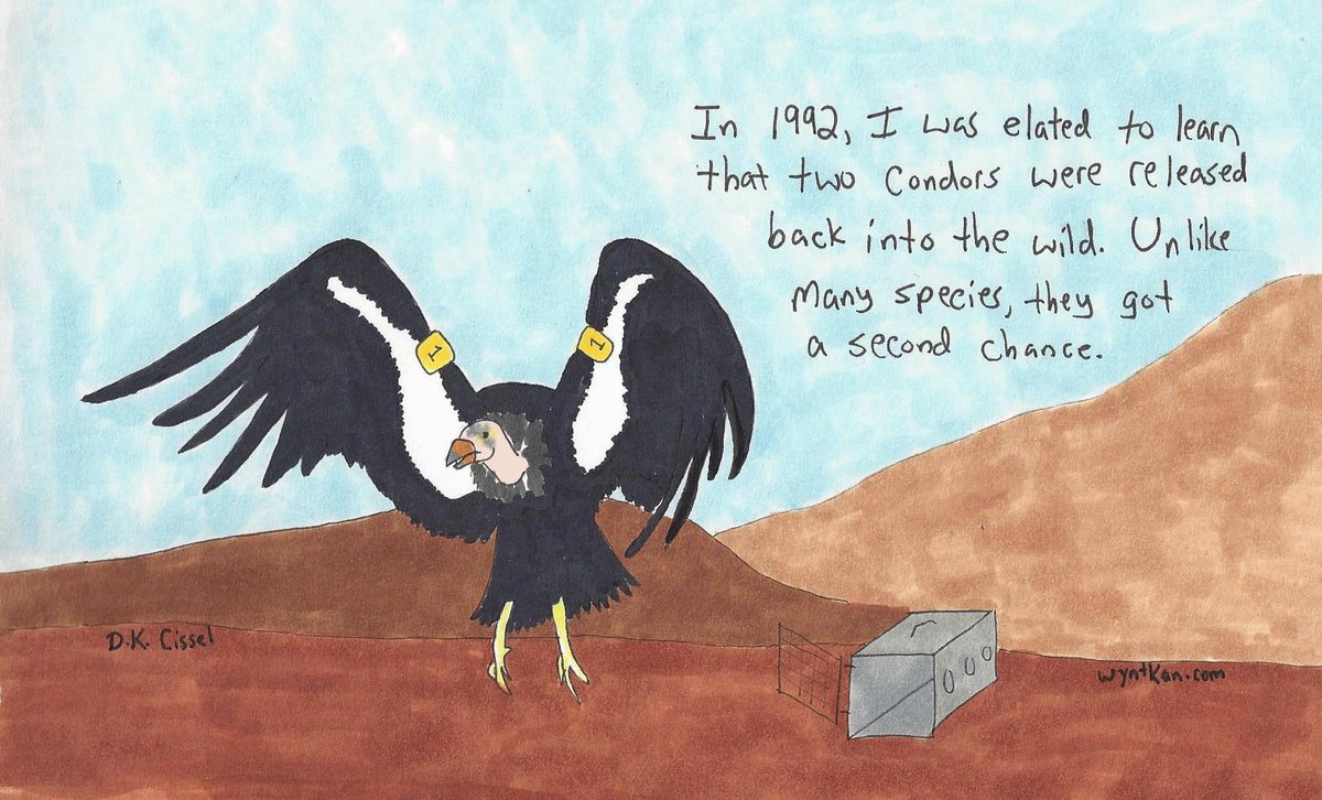rebecca_lexa's tweet photo. Today's multi-page #comic is all about #CaliforniaCondor #reintroduction! You can read the whole thing (all eight pages!) at https://t.co/uyFKrwRICf #condor #birds #ornithology #wildlife #endangeredspecies #animals #webcomic #handdrawn #leadammo #raptors RT OK! https://t.co/0agXsB4DK7