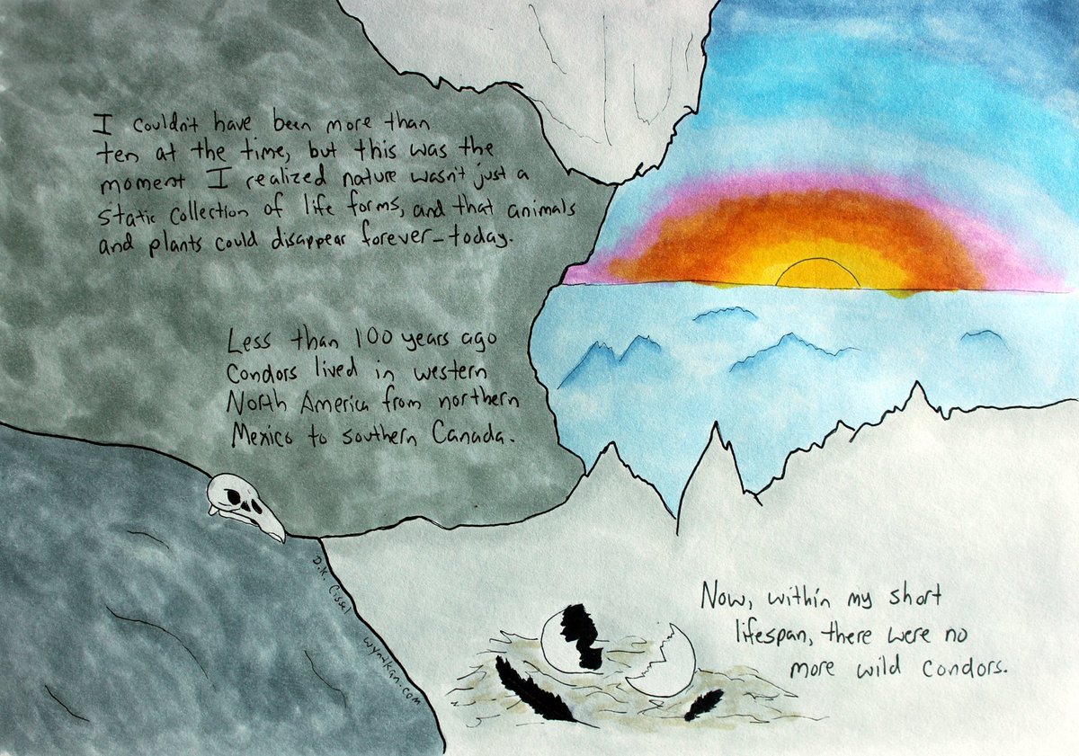rebecca_lexa's tweet photo. Today's multi-page #comic is all about #CaliforniaCondor #reintroduction! You can read the whole thing (all eight pages!) at https://t.co/uyFKrwRICf #condor #birds #ornithology #wildlife #endangeredspecies #animals #webcomic #handdrawn #leadammo #raptors RT OK! https://t.co/0agXsB4DK7