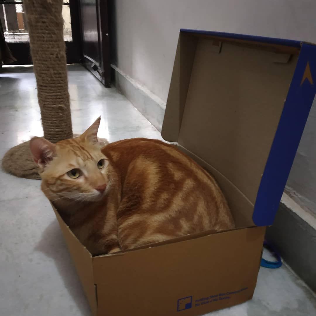 MeowAndMini1's tweet image. #livinginboxescat