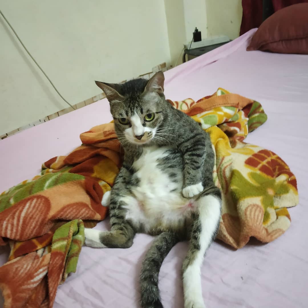 MeowAndMini1's tweet image. #deepthinkingcat