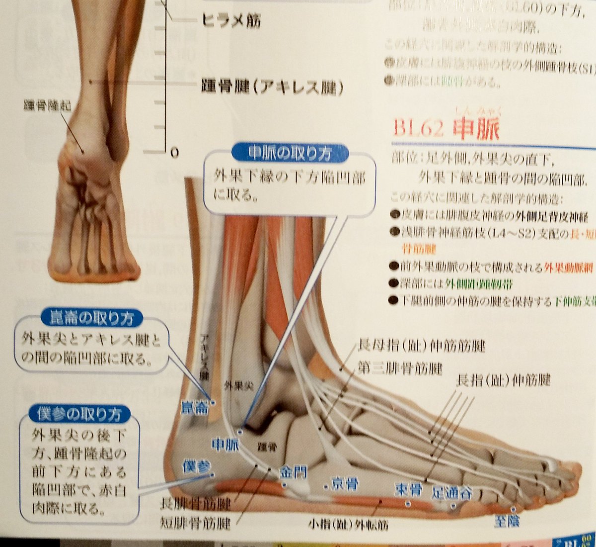 神経 腓 腹