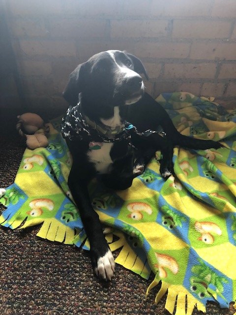 TadWareAndCo's tweet photo. Introducing our new friend, Bentley! He's a licensed heart surgeon and great at breaking your heart when you look at his award winning smile. His hobbies include walks, staring contests, and chewing on toys. #twc #officepets #dogs https://t.co/tiKYhsDgNH