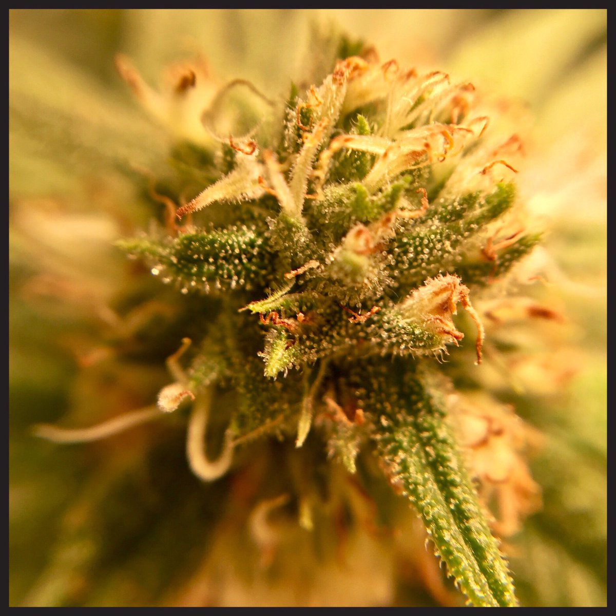 EmeraldZoo's tweet photo. another fun set from the same run. Lovely ladies. Everything about them, from cultivation to extraction. This is how its done #ZooStyle organic, clean and #SmallBatchHandCraftedCannabis #GYO https://t.co/hGS4dxhK6F