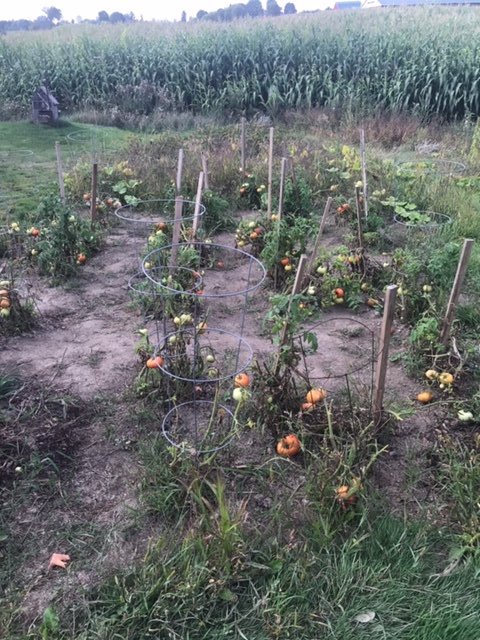 EdenFood4Change's tweet photo. Wow, 50 lbs of tomatoes from the Peel District School Board Community Garden! We are so appreciative of this wonderful, fresh, local produce! Thank you @TrusteeCrocker for bringing these to us last week! Pictures show the garden under construction &amp; tomatoes growing! @PeelSchools https://t.co/2cS7W54aYp