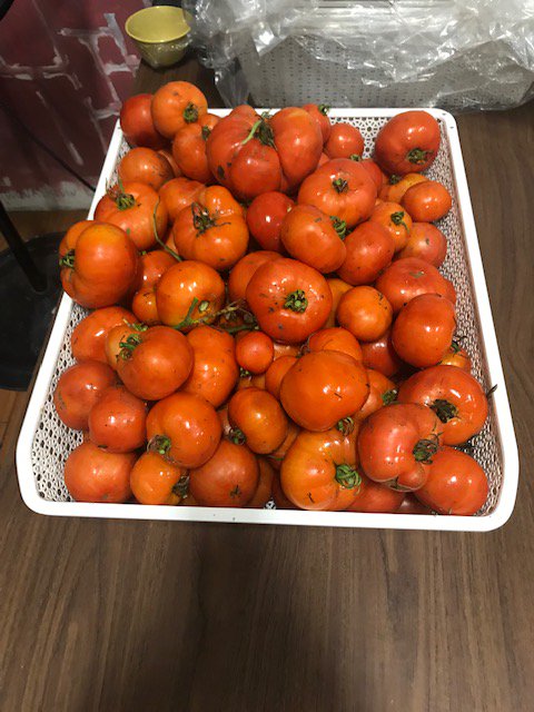 EdenFood4Change's tweet photo. Wow, 50 lbs of tomatoes from the Peel District School Board Community Garden! We are so appreciative of this wonderful, fresh, local produce! Thank you @TrusteeCrocker for bringing these to us last week! Pictures show the garden under construction &amp; tomatoes growing! @PeelSchools https://t.co/2cS7W54aYp