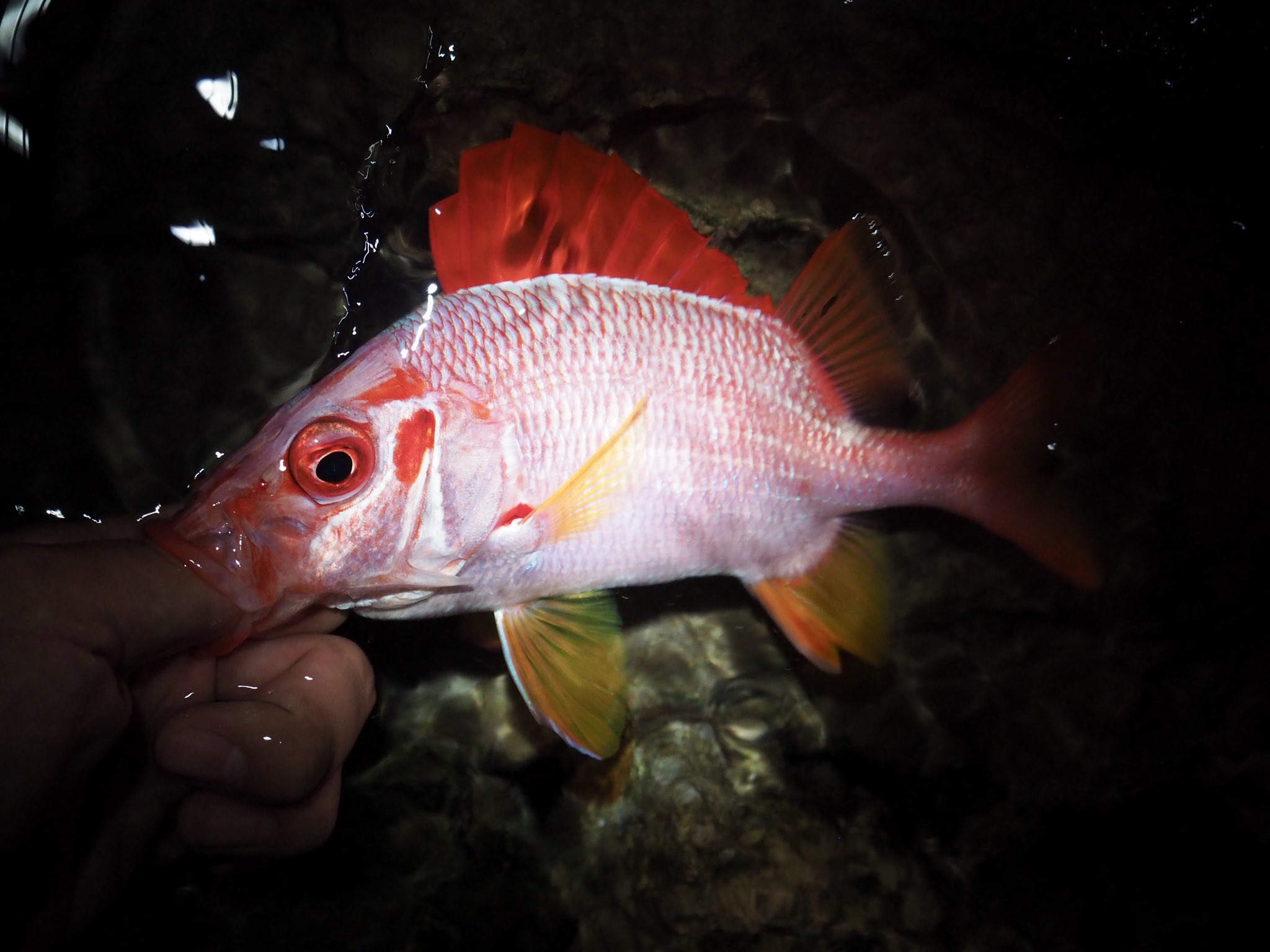 長嶋祐成 二夜連続のトガリエビス しかもやや大ぶり 初めてこの魚を釣ったときも二夜連続で 二日めの方が大きいのが釣れたのだった エラの棘は強大で 大型個体に刺されると腕の付け根まで痛むと聞いたことがある T Co Cp8eyvbskk Twitter