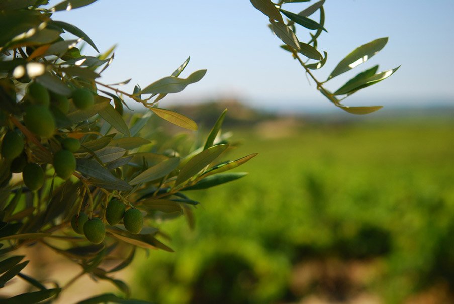 Cellier des Dauphins is committed to fair, sustainable agriculture for decades -- putting their love of the land above all else. They now boast one of France's largest networks of organic vineyards, with a range of organic wines made from sun-drenched grapes.