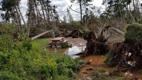 Dorian takes out 80% of trees in Cavendish area of P.E.I. National Park, Parks Canada says ift.tt/2A5wvFp #pei