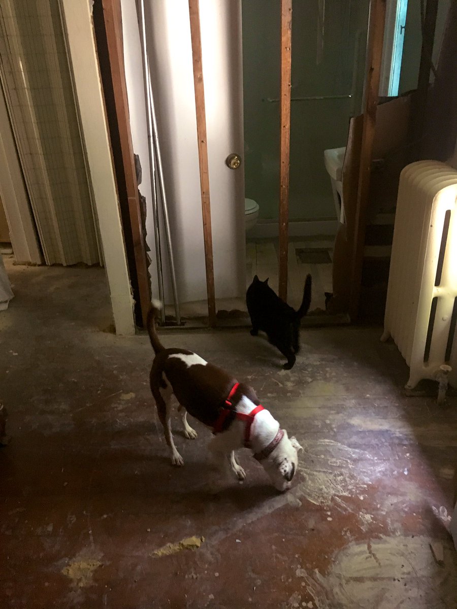 PetsToo's tweet image. Remodeling Day #1:

Something’s different, but don’t worry. We’ve got 2 of our best private investigators on the job. 

🙀🐶

#cats #dogs