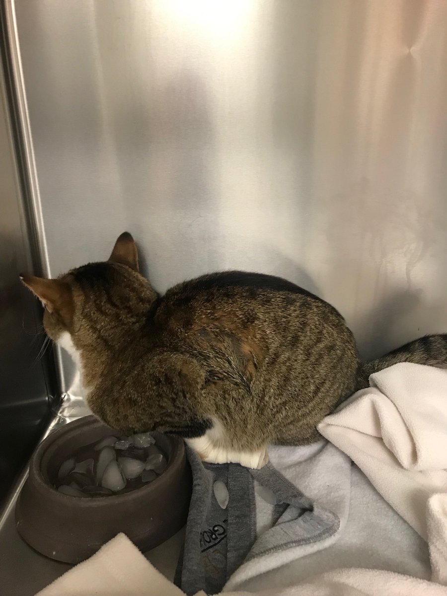 Looking for owner of cat hit by car on Shawsheen St @ Anthony Rd Tewksbury. Female, front white double paws, 1-2 yrs old. Brought to Mass Emergency Vet Hospital in Woburn. Cat’s in stable condition but needs further treatment. Pls share to help find owners. Call AC 978-215-9639