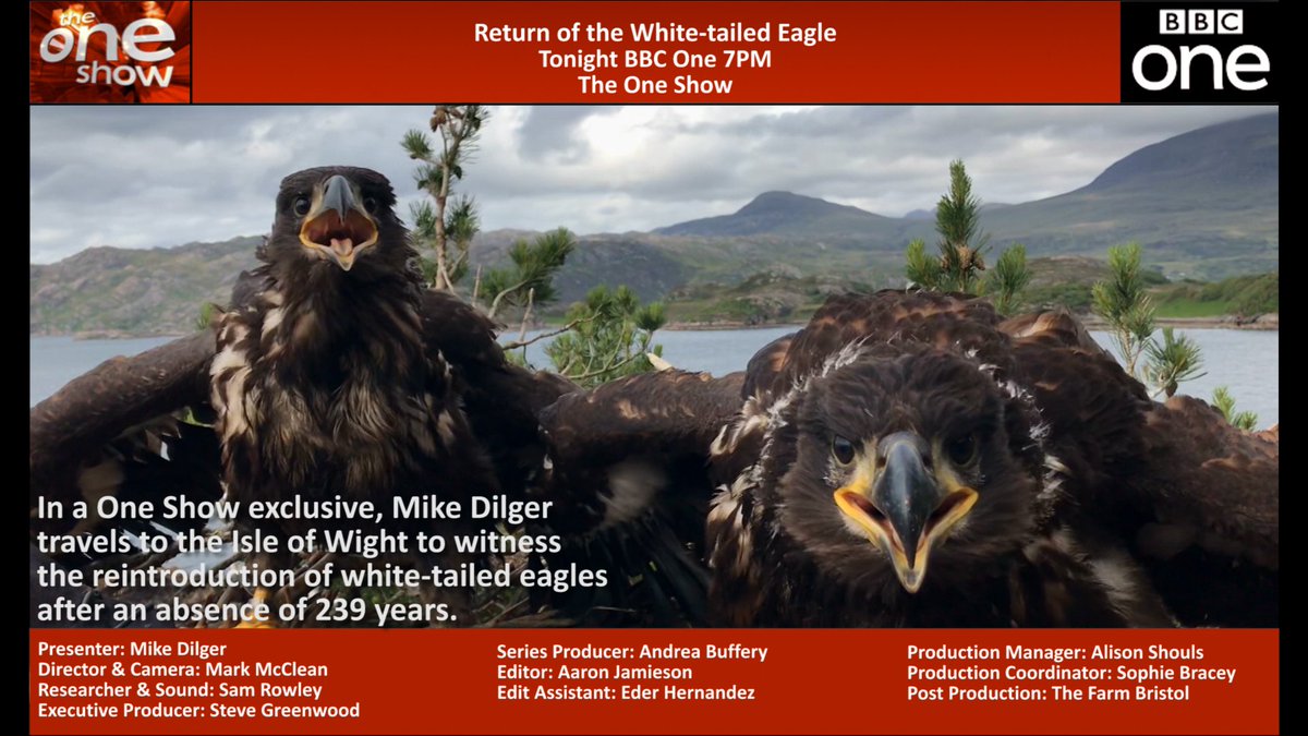 Sea Eagle England At Seaeagleengland Twitter