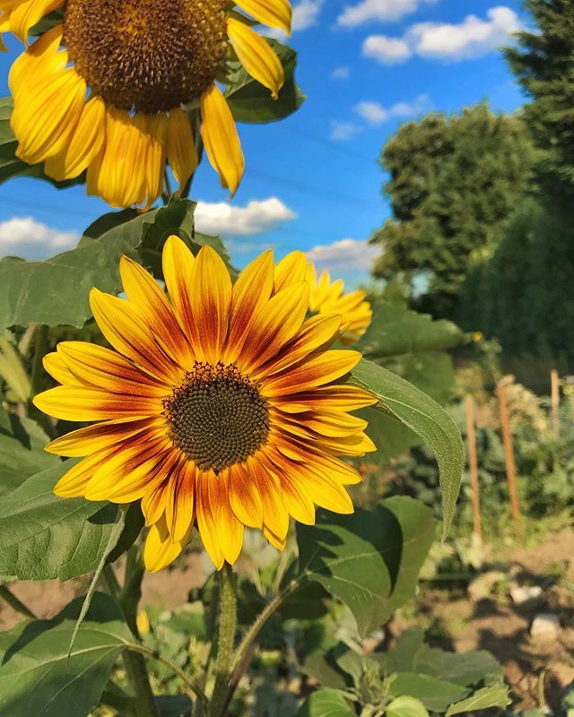 m4tth13s's tweet photo. 🌻
.
.
.
#sunflower #kitchengarden #zonnebloem #moestuin #tournesol #bluesky #flowersofinstagram #gardensofinstagram #sunflowersofinstagram #gardening #homegrown #eigenteelt #gardenersofinstagram #bloempje #🌱 #🌻 https://t.co/jZAo5rPT8w https://t.co/vxhYU2jt6l