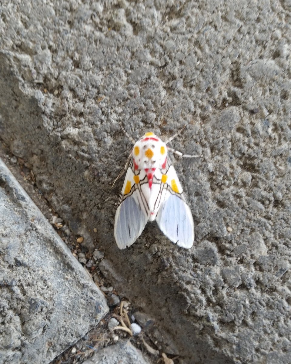 A esta belleza me la encontré hoy, un bello regalo de la Naturaleza, buen día!
