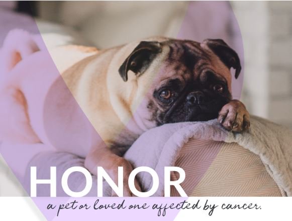 RetreatsRespite's tweet photo. Ribbon Campaign - https://t.co/VxnTCWoky8 Honor Someone You Love Affected by Cancer. https://t.co/ZVfFdGVSZg