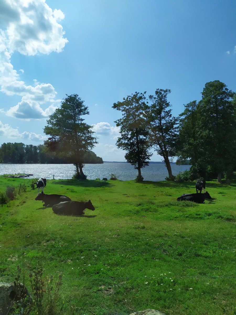 ajgreen_lab's tweet photo. Our co-worker @_MariaJ_Navarro is in #Sweden working on the #disperal of plants seeds by #Greylag #goose across different types of habitat in collaboration with University of Kristianstad! #hkr #seed #dispersal #birds #Phd @CSICAndalExtrem @ebdonana @PhD_EBD @CoDisperse 🐣🌍☀️ https://t.co/LR5WgVCijK