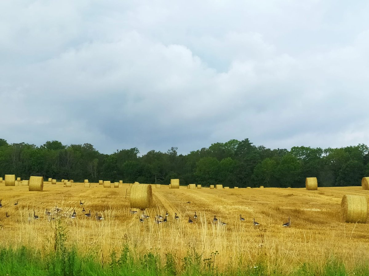 ajgreen_lab's tweet photo. Our co-worker @_MariaJ_Navarro is in #Sweden working on the #disperal of plants seeds by #Greylag #goose across different types of habitat in collaboration with University of Kristianstad! #hkr #seed #dispersal #birds #Phd @CSICAndalExtrem @ebdonana @PhD_EBD @CoDisperse 🐣🌍☀️ https://t.co/LR5WgVCijK