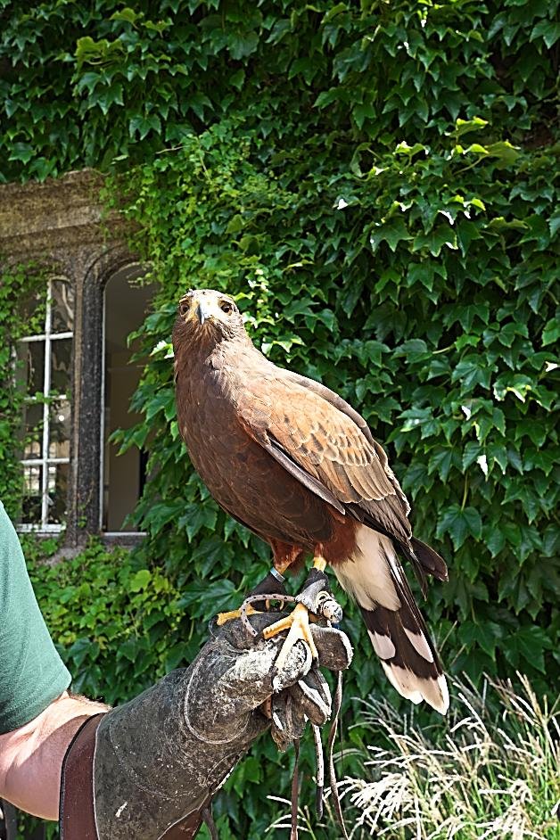 Overdrones Ltd tweet media