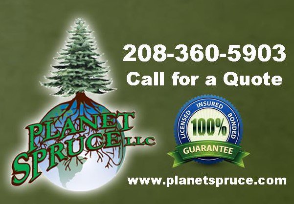 SpecialistsYour's tweet image. Beautiful Blue Spruce Trees available at Planet Spruce located in Idaho Falls.  Call for a Quote 208-360-5903, or email your questions at planetspruce.com  Servicing South East Idaho, Central Idaho, Western Wyoming, Southern Montana. #sprucetrees #planetspruce #trees